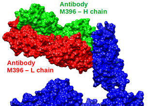Coronavirus Protein Structure