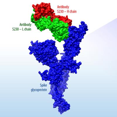 Coronavirus Protein Structure