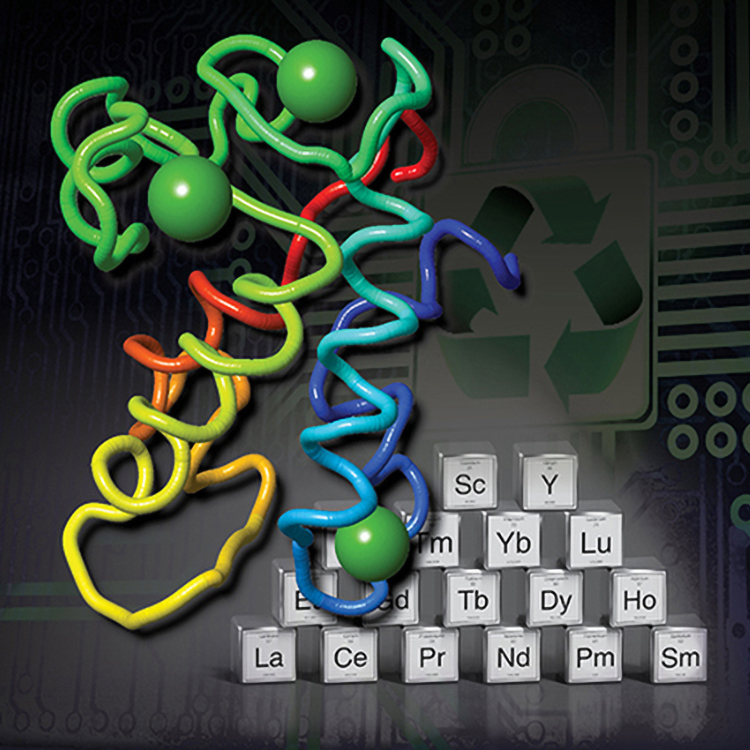 This illustration depicts lanmodulin, a small protein which is a bio-sourced alternative to extract, purify and recycle rare earth elements from various sources, including electronic waste.