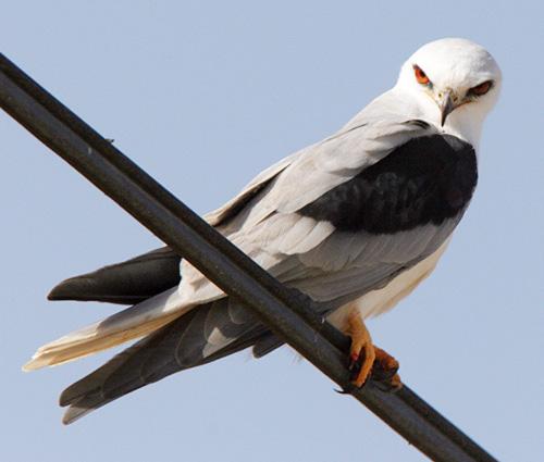 No strings attached: the fierce white-tailed kite | Lawrence Livermore  National Laboratory