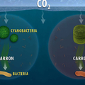 ocean carbon